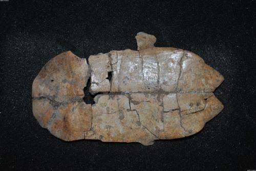 古代人对占卜的信任：因为占卜的结果，抢夺有夫之妇送入宫中