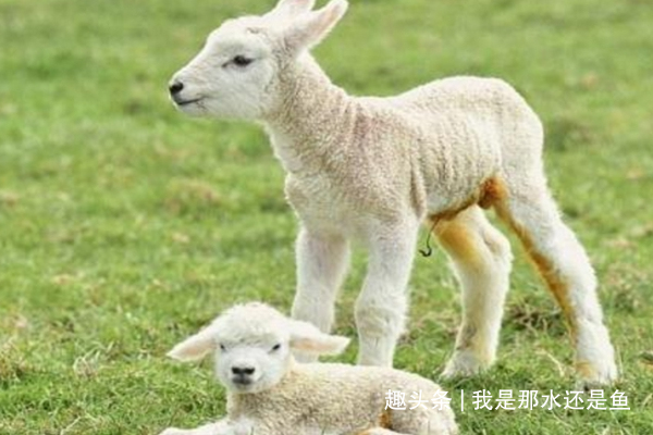 算命的说：属羊人的后半生命不是一般的好，79年的看看咋回事！