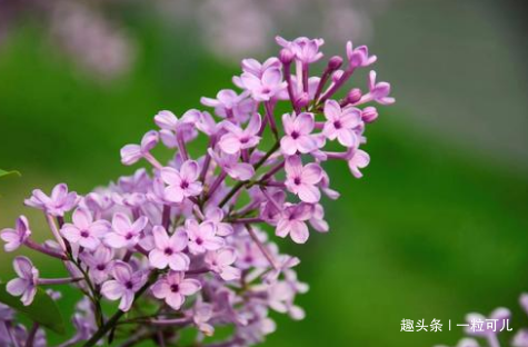 算命的说，年龄越大魅力越大，3生肖女不缺人追，50岁也有桃花