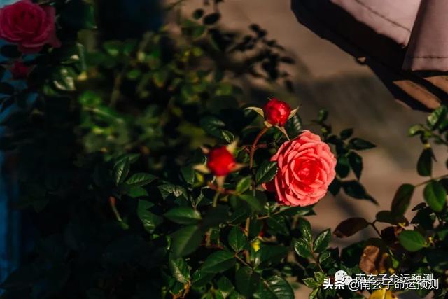 八字看伤残