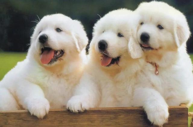 九种动物意外入宅,会带来的吉凶,谁也想不到的事情发生了