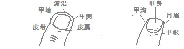 从指甲看健康