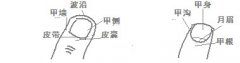 从指甲看健康