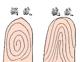 指纹算命图解