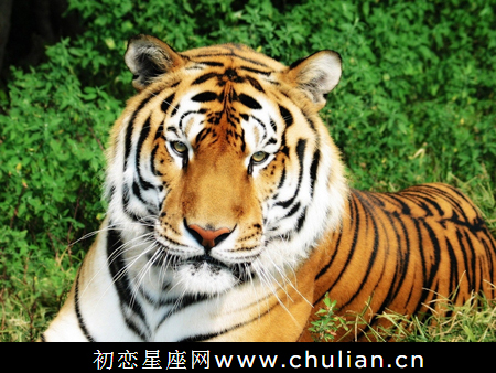天蝎座生肖分析_12种天蝎座