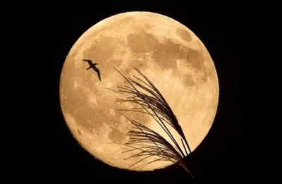 月亮落在第三宫解析 月亮落在第三宫解析