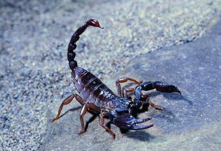 十二星座攻心策:天蝎女 十二星座攻心策:天蝎女