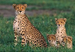 白羊座是什么动物