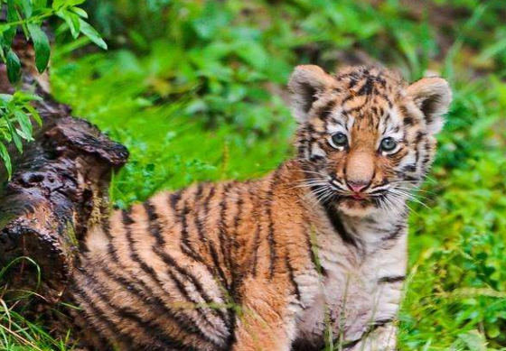 摩羯座属虎的人性格解析 摩羯座属虎的人性格解析