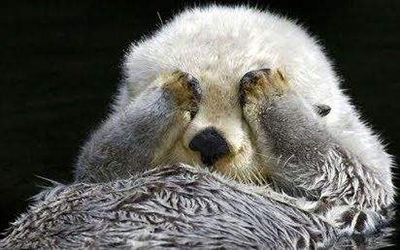 水瓶座是什么动物 水瓶座是什么动物