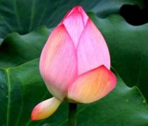 12星座高估自己啥事?